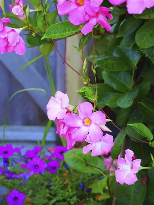 декоративные цветы мандевиллы кустарник