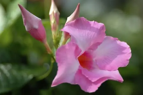 Бутоны дипландении