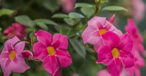 Mandevillen: Красочные цветы-воронки для балкона