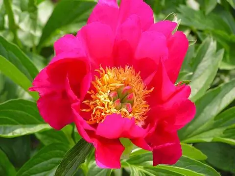 Пион 'Скарлетт О'Хара'