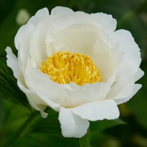 Пион 'Jan van Leeuwen'