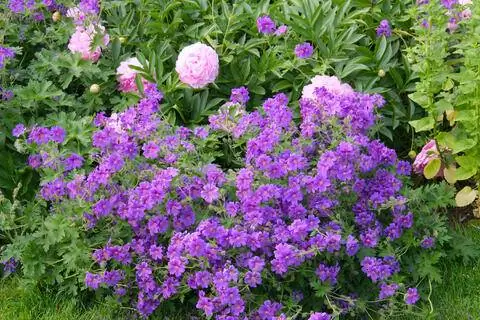 Розовые фиолетовые пионы