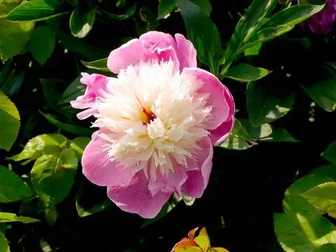 Пион 'Кора Стаббс'