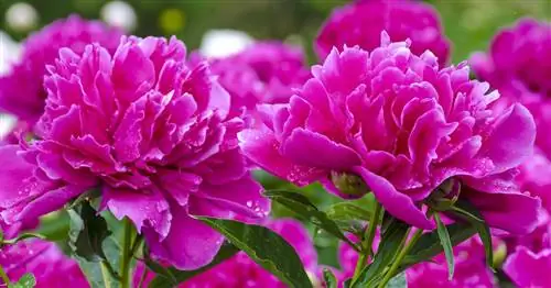 Пионы: весенние розы