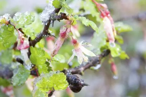 Цветение крыжовника, пострадавшее от заморозков