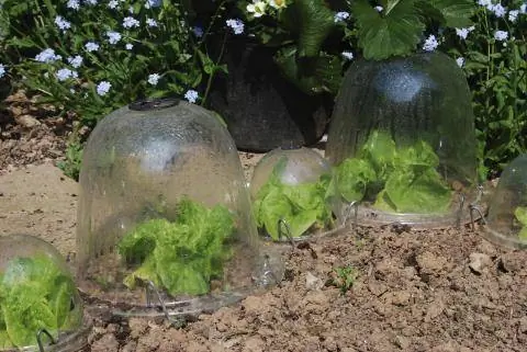 Стеклянные колокольчики как защита от холода