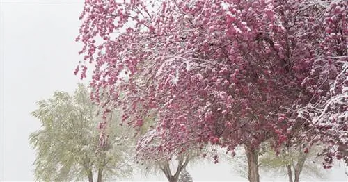 Ледяные Святые: Ужасный поздний мороз