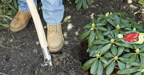 Правильно сажайте рододендроны