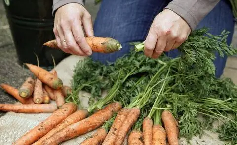 Удалите зелень моркови перед хранением