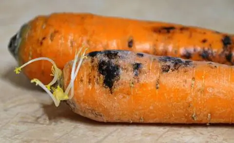 Гнилая морковь