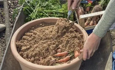Хранить морковь в песке