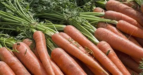 Хранение моркови: так она хранится особенно долго