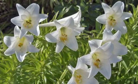 Лилия Мадонна (Lilium martagon)
