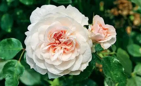 Плетистая роза ADR ‘Сабрина