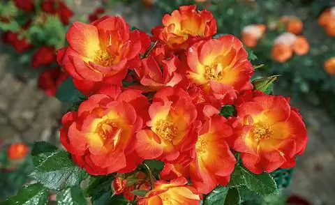 ADR Роза 'Лето любви'