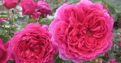 Розы ADR: Только крепкие для сада