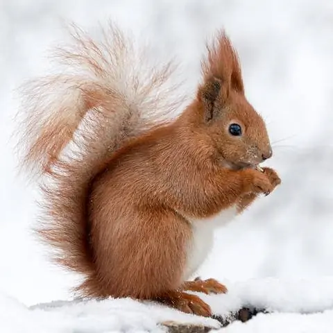 Зимой волосы на ушах вырастают в бросающиеся в глаза кисточки