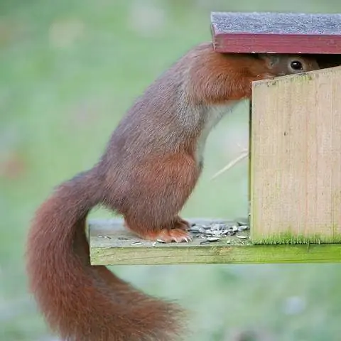 Белки у кормушки