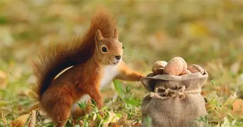Как привлечь белок в свой сад