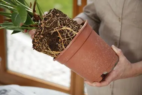 Укоренившийся горшок