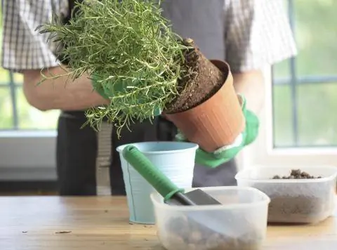 пересаживать растение