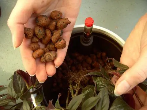 Пересадка гидропоники