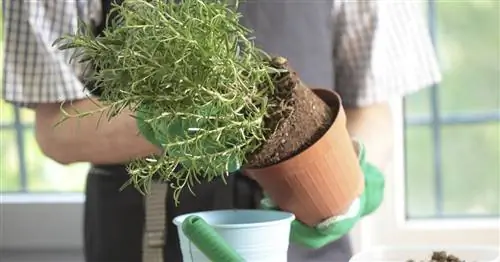 Пересадка комнатных растений: самые важные советы