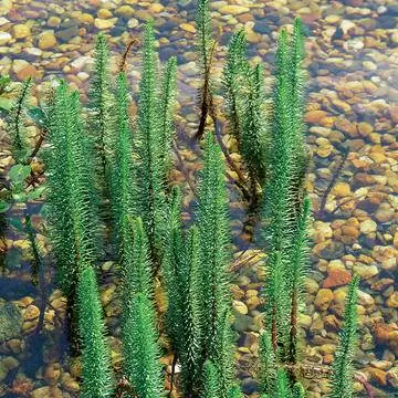 еловые ветки