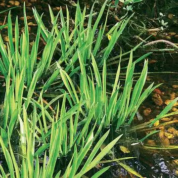 клешни краба