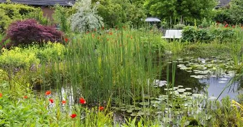 Как правильно создавать естественные пруды