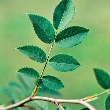 дикий драйв