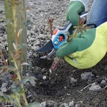 Срывать дикие побеги