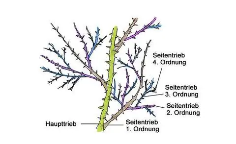 Боковые побеги розовые