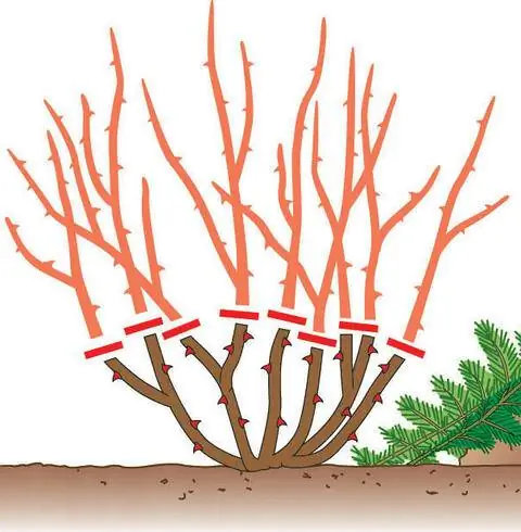 срез флорибунда