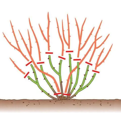 Срезанные кустовые розы