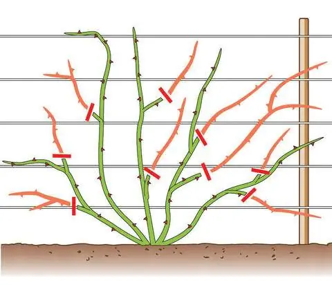 Обрезка плетистых роз