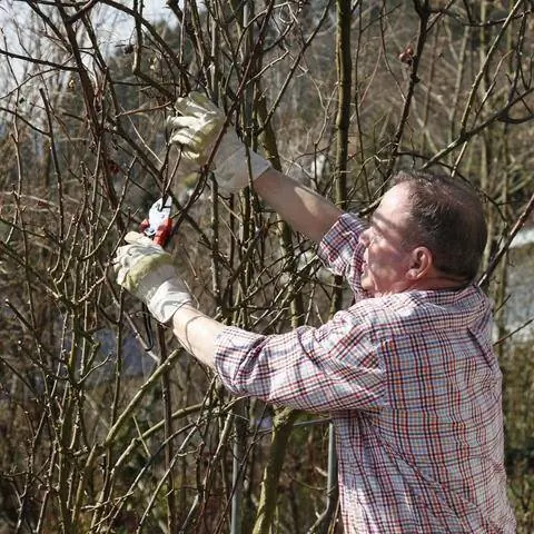 Обрезка плетистых роз