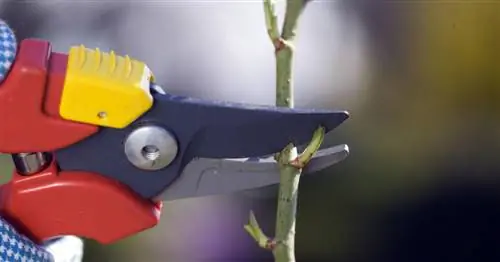 Обрезка роз: советы для всех сортов роз