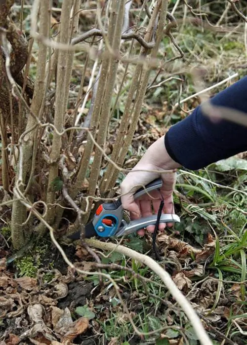 Срезать дикие побеги