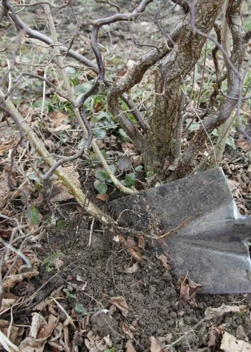 Срежьте дикие побеги лопатой