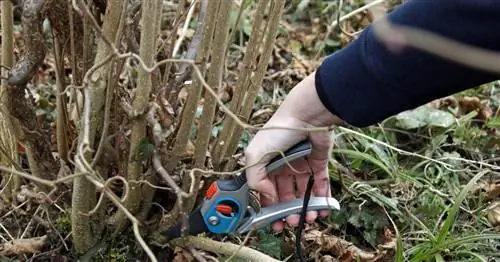 Удаление диких побегов из лещины штопорной