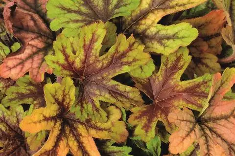 Листья гейхереллы