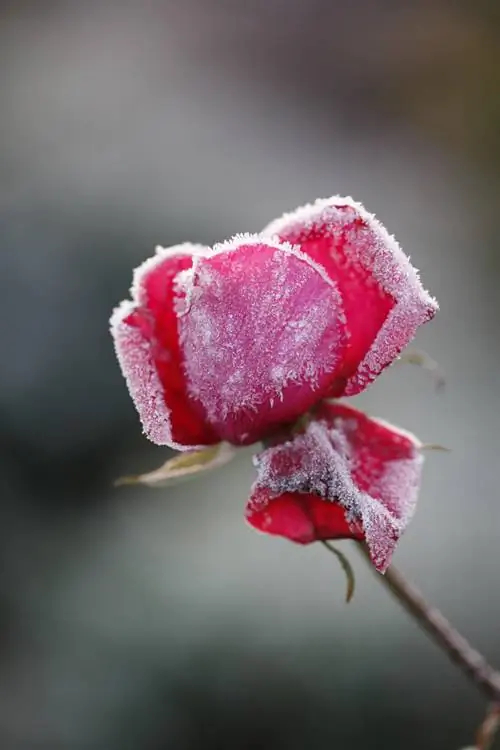 Красная роза, покрытая инеем