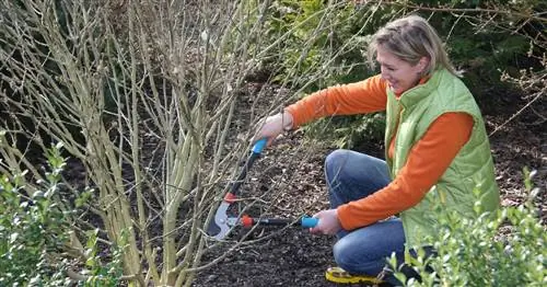 Обрезка кустов: Вы должны обратить на это внимание
