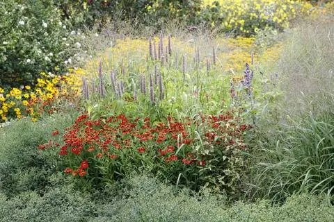 Легкая в уходе многолетняя смесь
