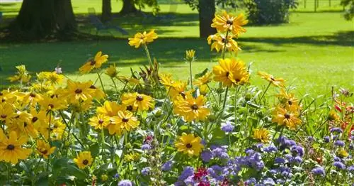 Многолетние смеси: Готовые наборы для разноцветных цветов