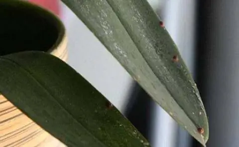 Чешуйчатые насекомые на листе орхидеи