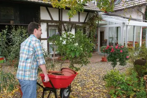 Принесите горшечные растения на зимовку