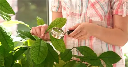 Чешуйчатые насекомые & Co: Зимние вредители горшечных растений