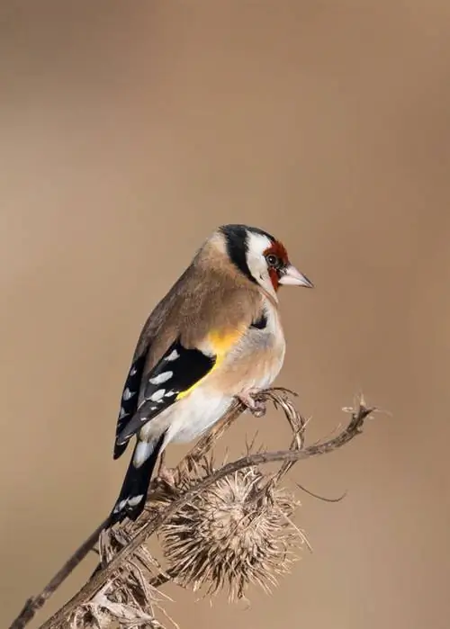 Щегол сидит на чертополохе